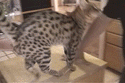 155720124_m.gif