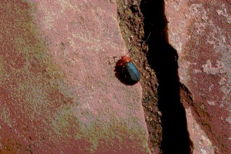 smallbeetle5450x300.jpg