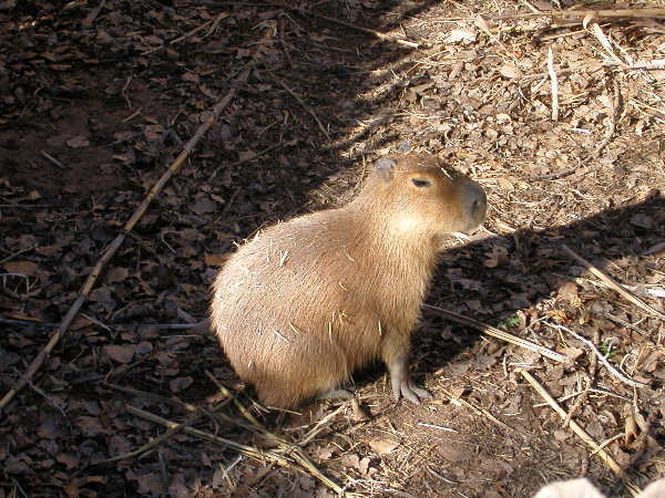 capybara.jpg